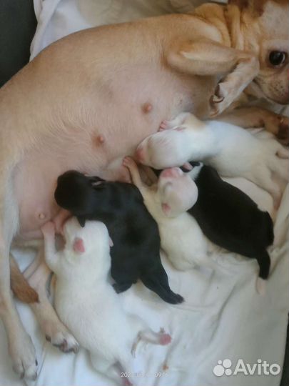 Новый помет чихуахуа