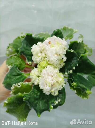 Фиалки молодые, первое цветение