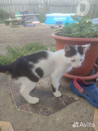 Котята в добрые руки бесплатно