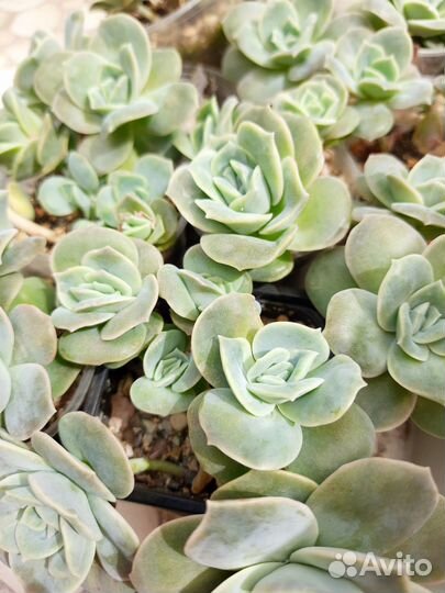 Суккуленты Thriller pearl и др