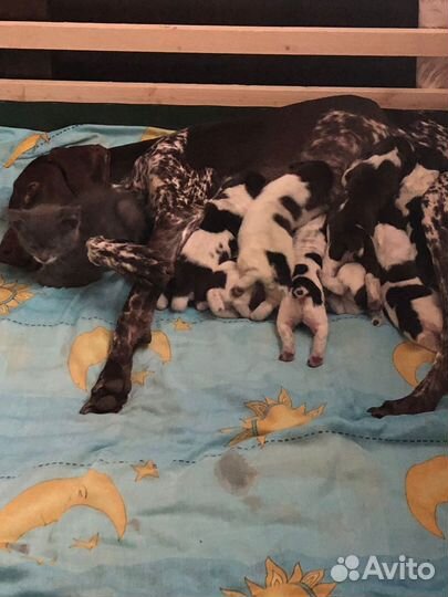 Щенки курцхаара