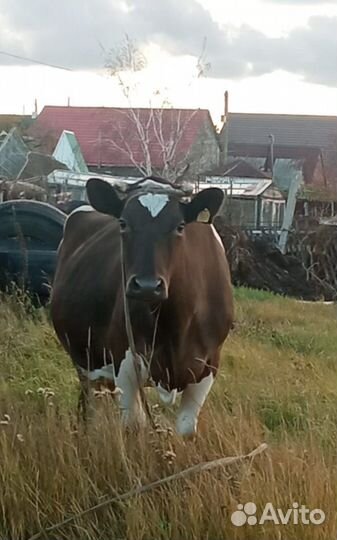 Корова дойная