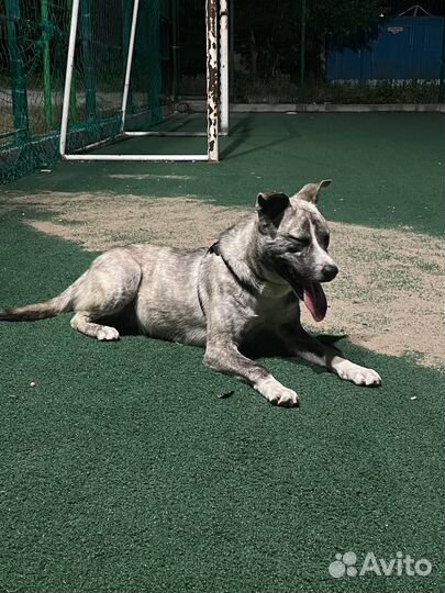 Собака в добрые руки отдам бесплатно
