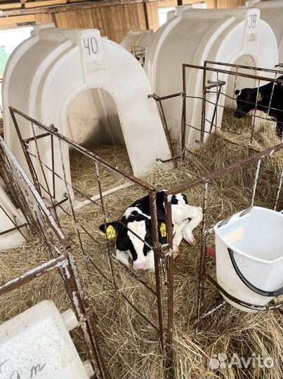 Телята. Бычки