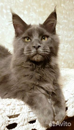 Мейн-кун котята-подростки, сокращение Питомника