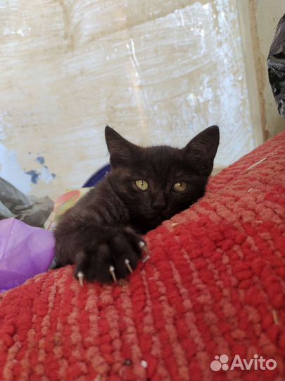 Черный котенок