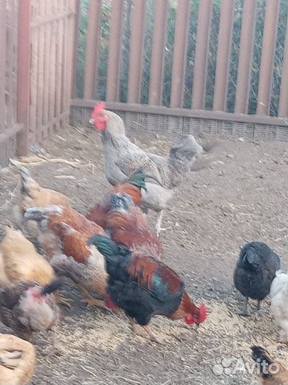 Продам петухов