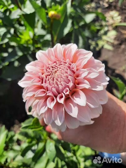 Цветы,срезка букеты