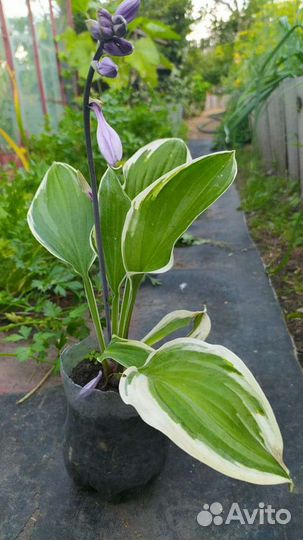 Многолетние садовые растения