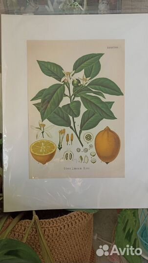 Постер ботаника / постер винтаж