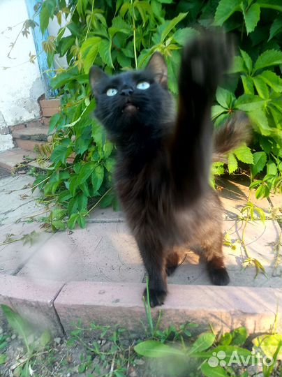 Найдена кошка