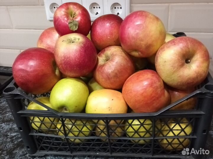 Яблоки домашние