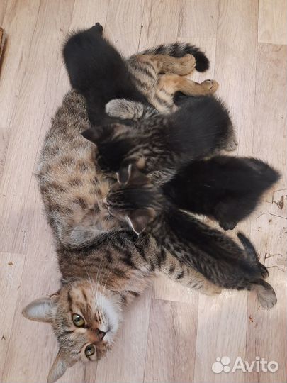 Отдам котят