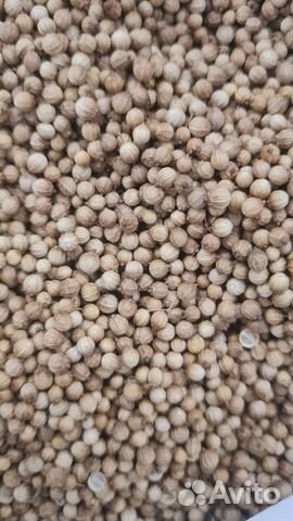 Семена кинзы(кориандр)