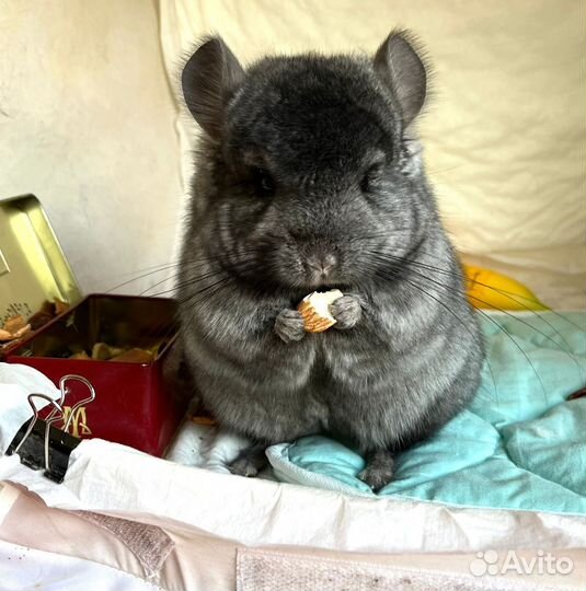 Мальчики разных окрасов