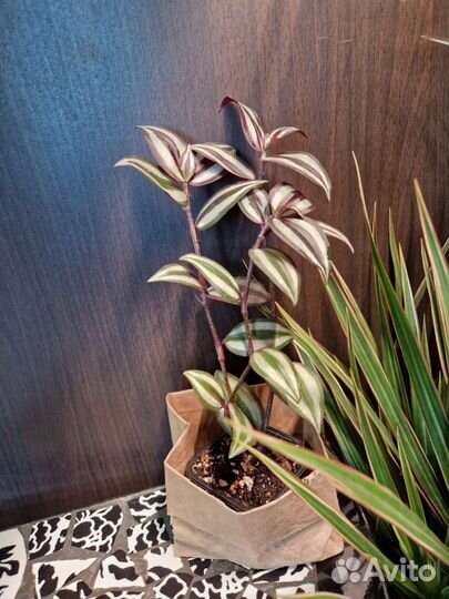 Традесканция Зебрина