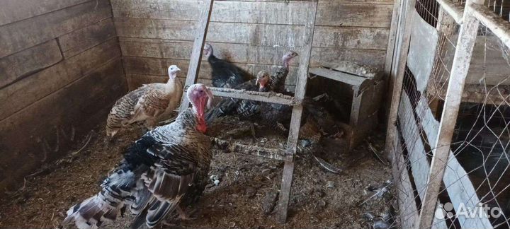 Семья индюков