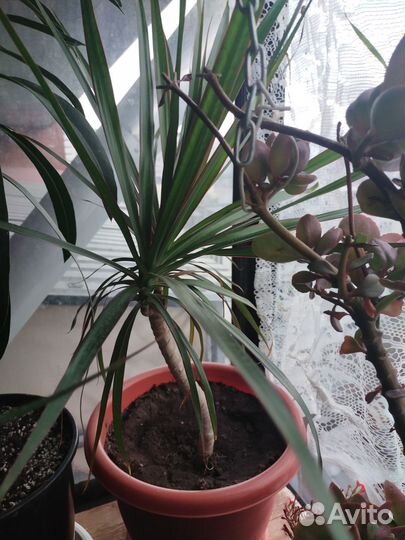 Драцена, традесканция