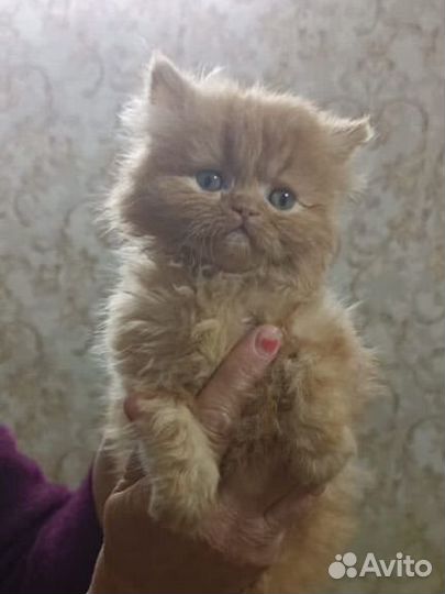 Флеппинги Котята