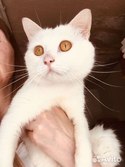 Кот Кефир ищет дом