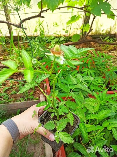 Княженика саженцы с закрытой корневой, на цвету