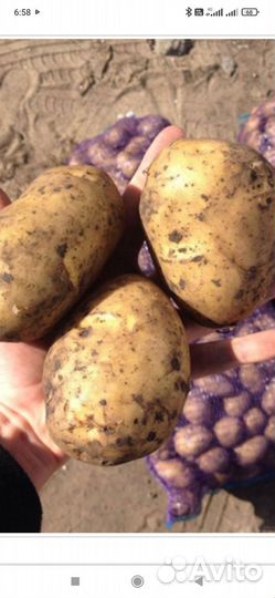 Продам картофель