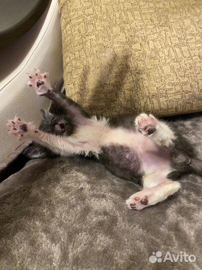 Котик бесплатно