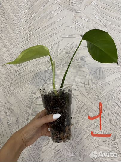 Монстера альба