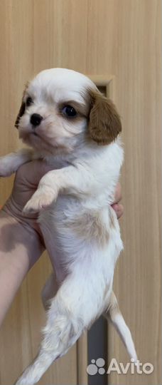 Девочки- кавалерочки (мини и стандарт)