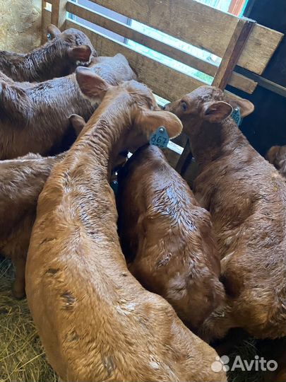 Телята бычки