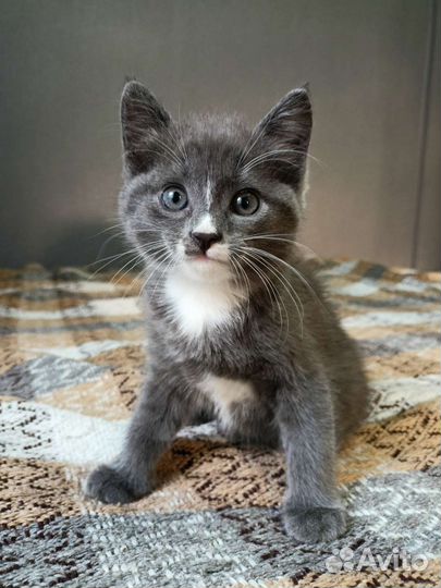 Котенок Невской Маскарадной