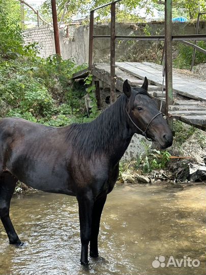 Жеребчик Къ