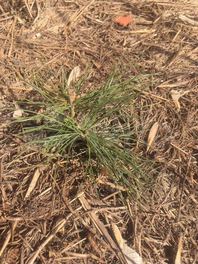 Дом 47,4 м² на участке 19 сот.