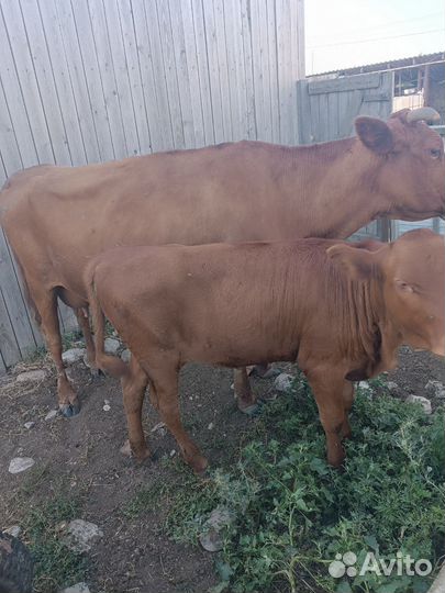 Корова с теленком