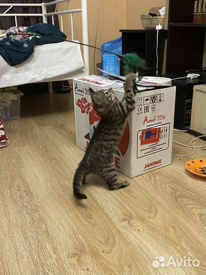 Котенок в хорошие руки