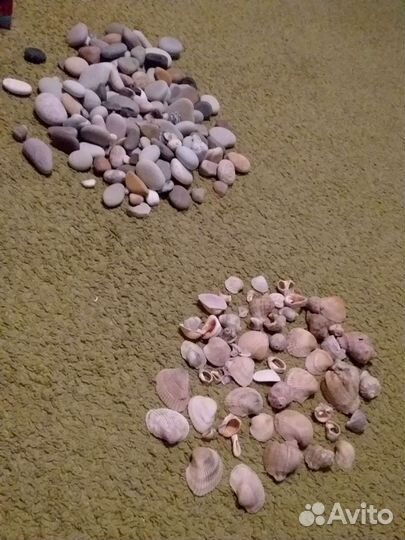 Морская галька и ракушка