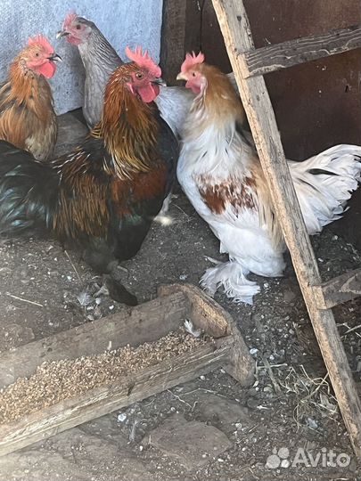Молодые петухи