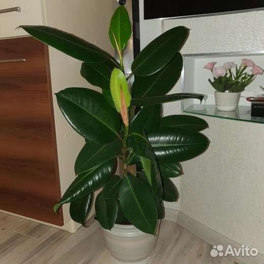 Фикус каучуконосный Эластика