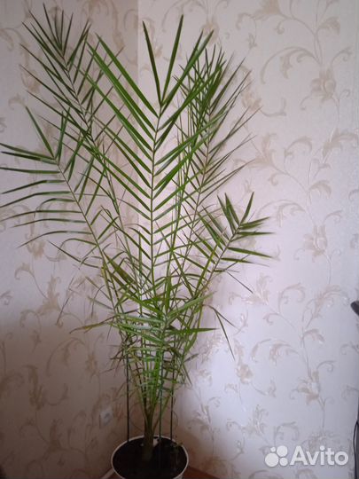 Комнатные растения