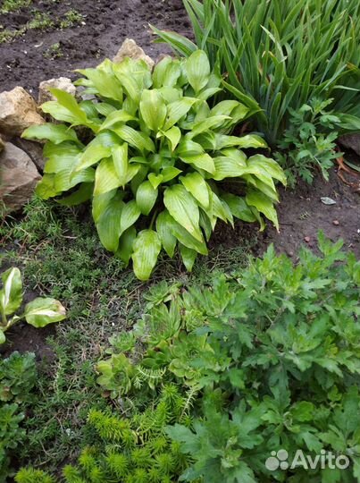 Растения для альпийской горки