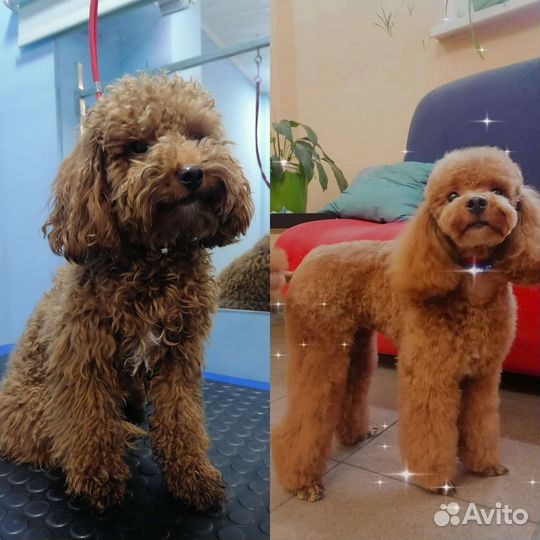 Стрижка собак