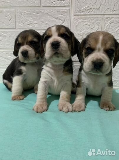 Бигль детки