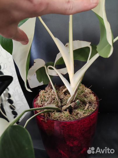 Монстера вариегатная альба, луна