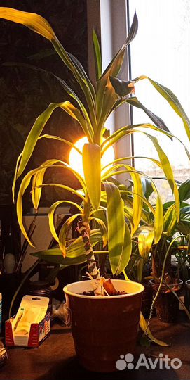 Комнатные цветы растения