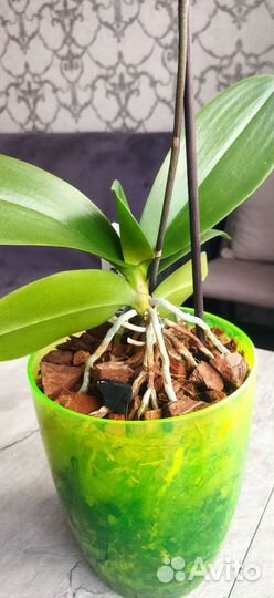 Фаленопсис Сакраменто