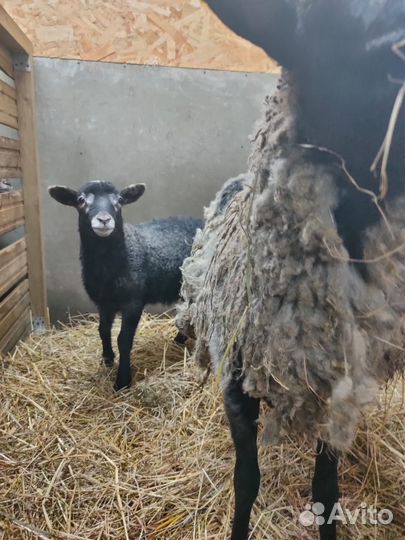 Продам ягнят и овец романовской породы