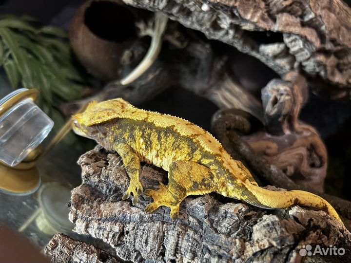 Самки Реснитчатый Бананоед