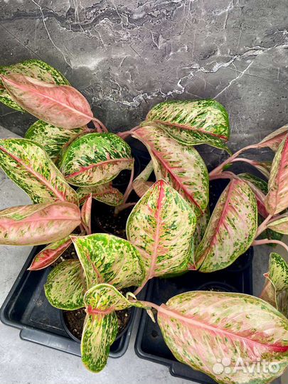 Аглаонемы сортовые