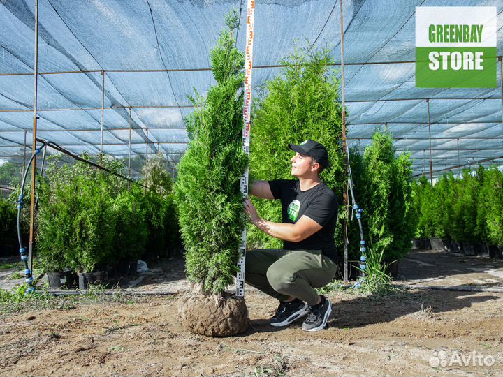 Туи колумна 160 см свежая копка 2023