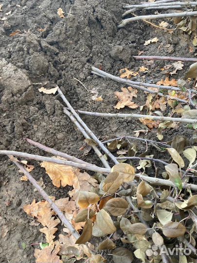 Саженцы яблони 2-3 летки